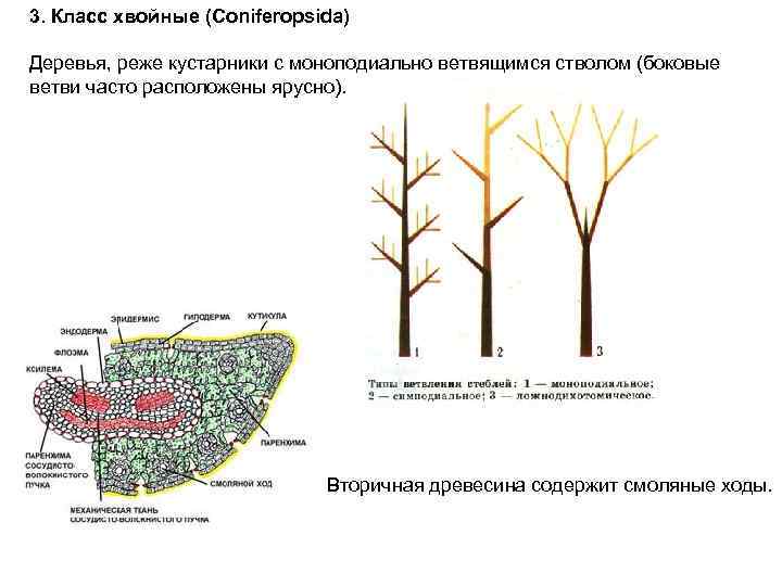 3. Класс хвойные (Coniferopsida) Деревья, реже кустарники с моноподиально ветвящимся стволом (боковые ветви часто