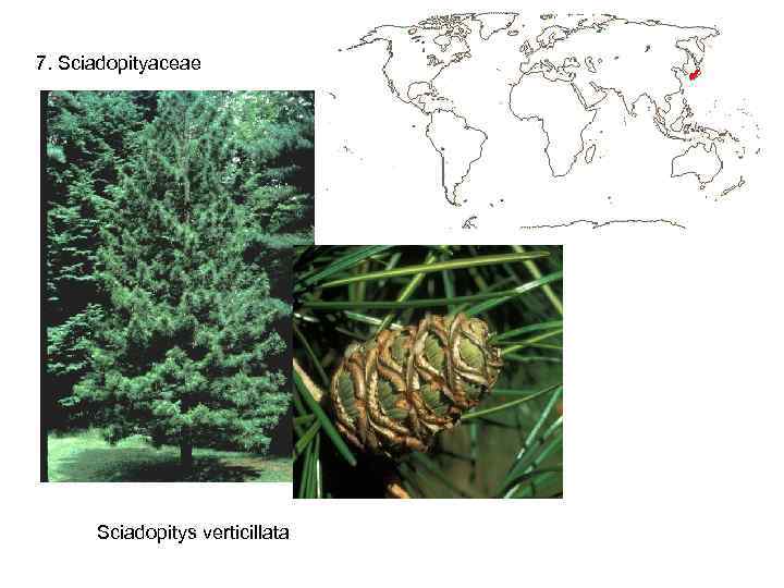 7. Sciadopityaceae Sciadopitys verticillata 