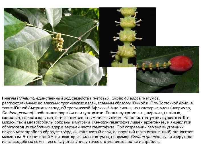 Гнетум (Gnetum), единственный род семейства гнетовых. Около 40 видов гнетумов, распространённых во влажных тропических