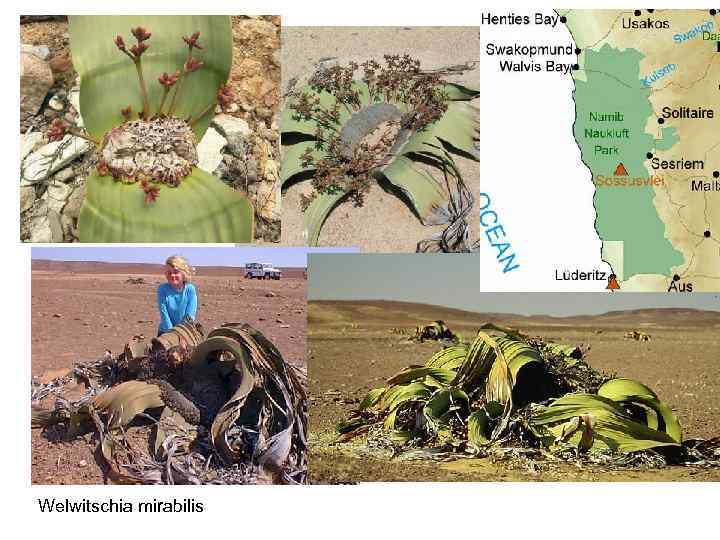 Welwitschia mirabilis 