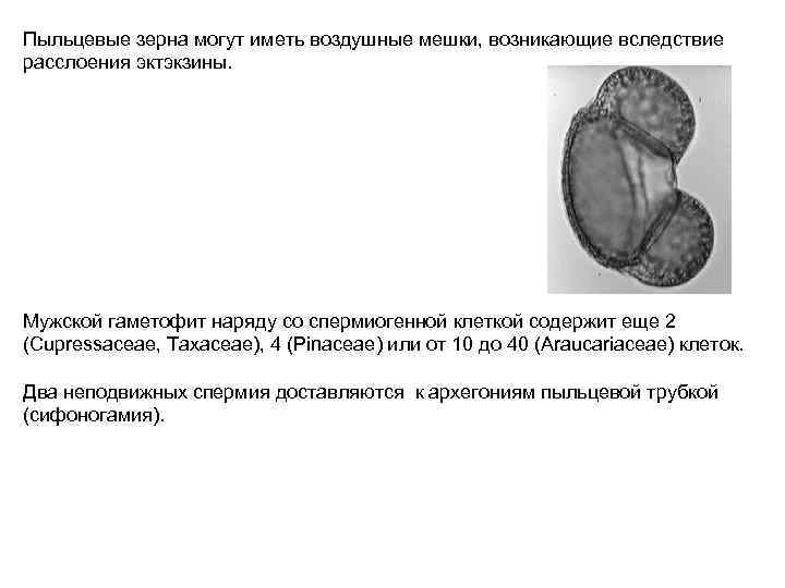 Пыльцевые зерна могут иметь воздушные мешки, возникающие вследствие расслоения эктэкзины. Мужской гаметофит наряду со