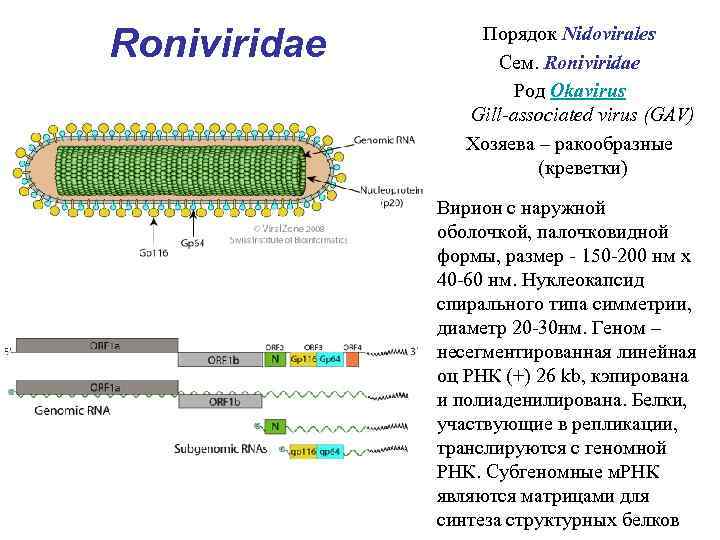 Roniviridae Порядок Nidovirales Сем. Roniviridae Род Okavirus Gill-associated virus (GAV) Хозяева – ракообразные (креветки)