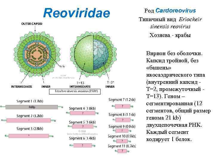 Reoviridae Род Cardoreovirus Типичный вид Eriocheir sinensis reovirus Хозяева - крабы Вирион без оболочки.