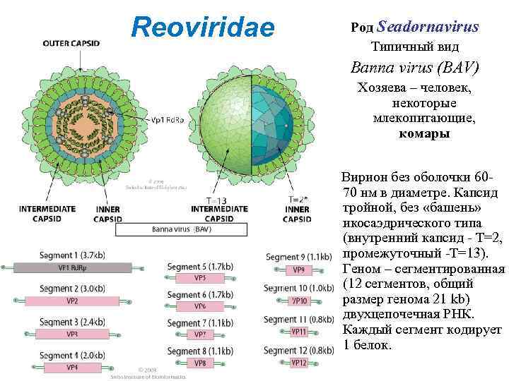 Reoviridae Род Seadornavirus Типичный вид Banna virus (BAV) Хозяева – человек, некоторые млекопитающие, комары
