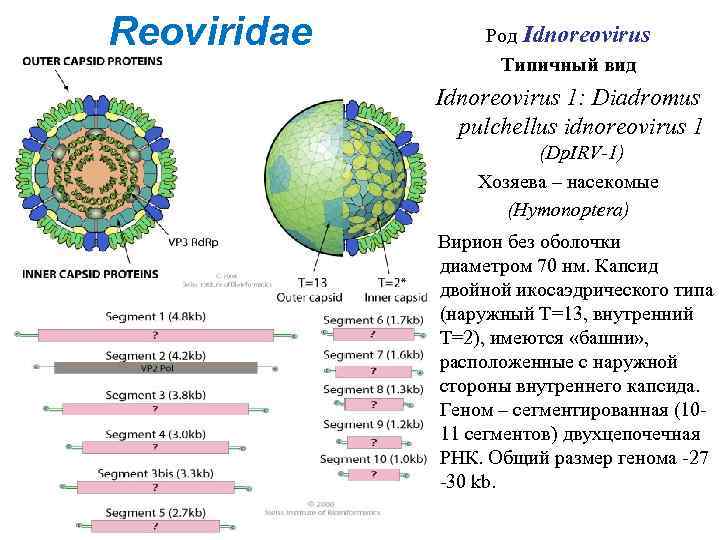 Reoviridae Род Idnoreovirus Типичный вид Idnoreovirus 1: Diadromus pulchellus idnoreovirus 1 (Dp. IRV-1) Хозяева