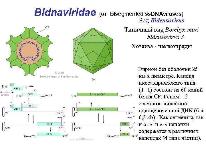 Bidnaviridae (от bisegmented ss. DNAviruses) Род Bidensovirus Типичный вид Bombyx mori bidensovirus 3 Хозяева