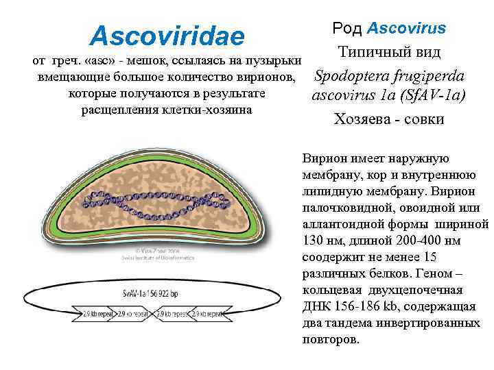 Род Ascovirus Типичный вид от греч. «asc» - мешок, ссылаясь на пузырьки вмещающие большое