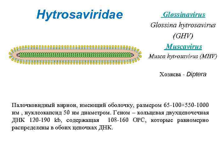 Hytrosaviridae Glossinavirus Glossina hytrosavirus (GHV) Muscavirus Musca hytrosavirus (MHV) Хозяева - Diptera Палочковидный вирион,