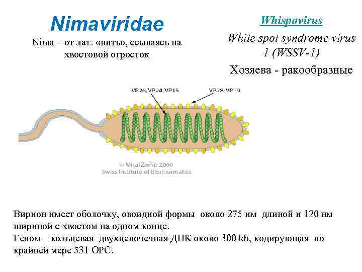 Nimaviridae Nima – от лат. «нить» , ссылаясь на хвостовой отросток Whispovirus White spot