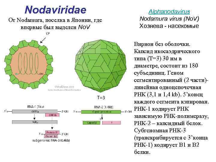Nodaviridae От Nodamura, поселка в Японии, где впервые был выделен No. V Alphanodavirus Nodamura