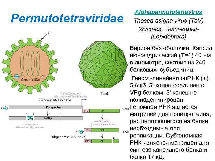 Permutotetraviridae Alphapermutotetravirus Thosea asigna virus (Ta. V) Хозяева – насекомые (Lepidoptera) Вирион без оболочки.
