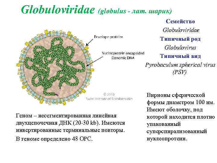  Globuloviridae (globulus - лат. шарик) Семейство Globuloviridae Типичный род Globulovirus Типичный вид Pyrobaculum