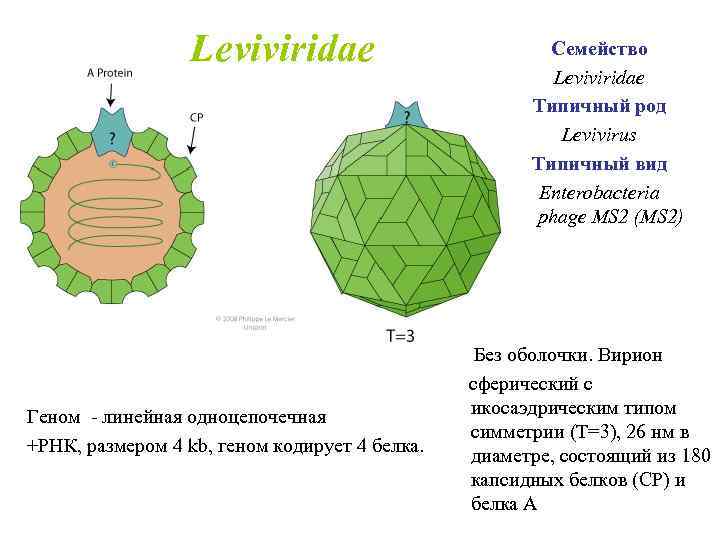  Leviviridae Геном - линейная одноцепочечная +РНК, размером 4 kb, геном кодирует 4 белка.