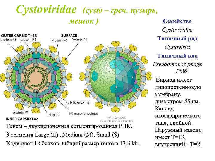  Cystoviridae (сysto – греч. пузырь, мешок ) Геном – двухцепочечная сегментированная РНК. 3