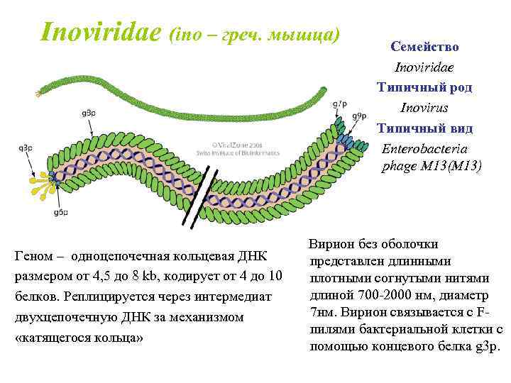  Inoviridae (ino – греч. мышца) Геном – одноцепочечная кольцевая ДНК размером от 4,