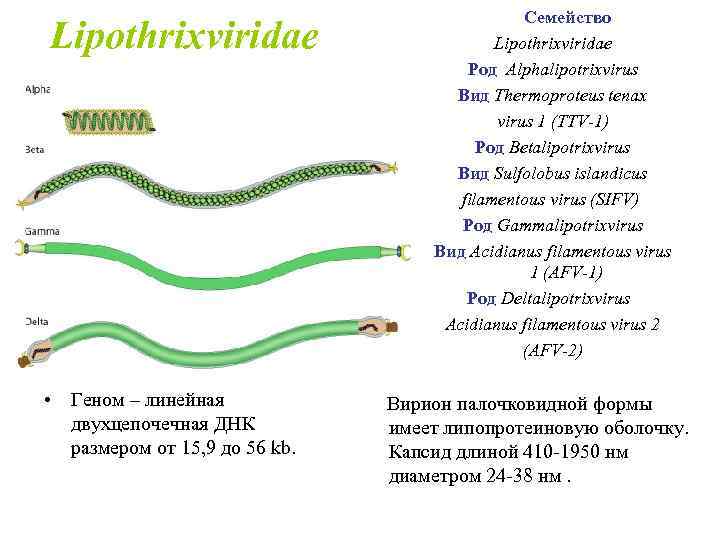 Lipothrixviridae • Геном – линейная двухцепочечная ДНК размером от 15, 9 до 56 kb.