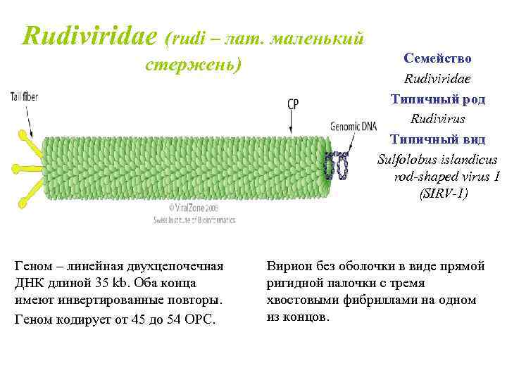 Rudiviridae (rudi – лат. маленький стержень) Геном – линейная двухцепочечная ДНК длиной 35 kb.