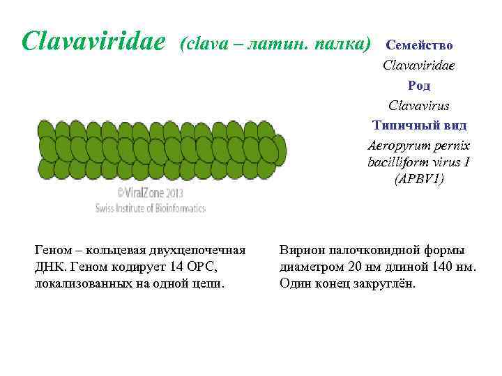 Clavaviridae (clava – латин. палка) Семейство Clavaviridae Род Clavavirus Типичный вид Aeropyrum pernix bacilliform