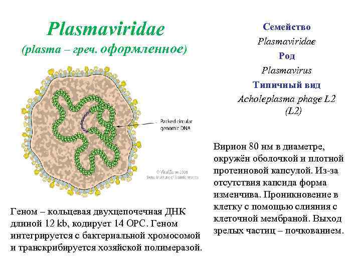  Plasmaviridae (рlasma – греч. оформленное) Геном – кольцевая двухцепочечная ДНК длиной 12 kb,