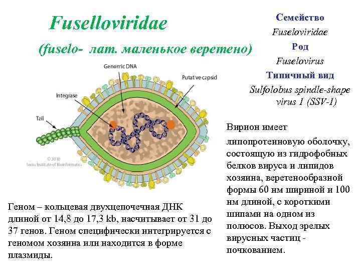  Fuselloviridae Семейство Fuseloviridae Род (fuselo- лат. маленькое веретено) Fuselovirus Типичный вид Sulfolobus spindle-shape