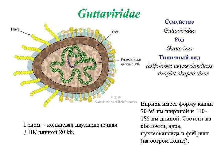 Guttaviridae Геном - кольцевая двухцепочечная ДНК длиной 20 kb. Семейство Guttaviridae Род Guttavirus Типичный