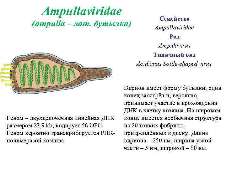 Ampullaviridae (аmpulla – лат. бутылка) Геном – двухцепочечная линейная ДНК размером 23, 9 kb,