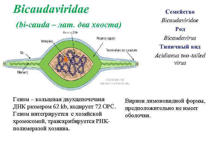 Bicaudaviridae (bi-cauda – лат. два хвоста) Геном – кольцевая двухцепочечная ДНК размером 62 kb,