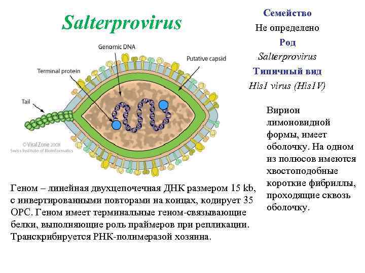  Salterprovirus Семейство Не определено Род Salterprovirus Типичный вид His 1 virus (His 1