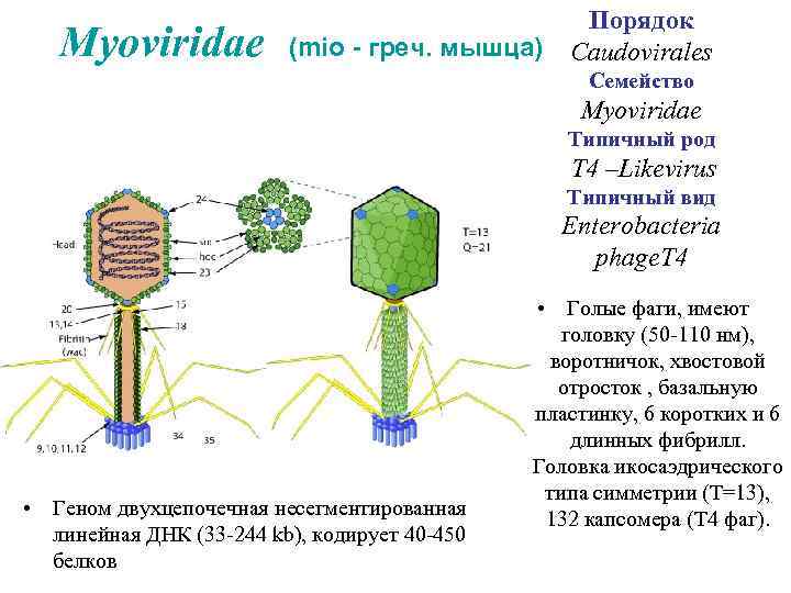 Myoviridae (mio - греч. мышца) Порядок Caudovirales Семейство Myoviridae Типичный род T 4 –Likevirus