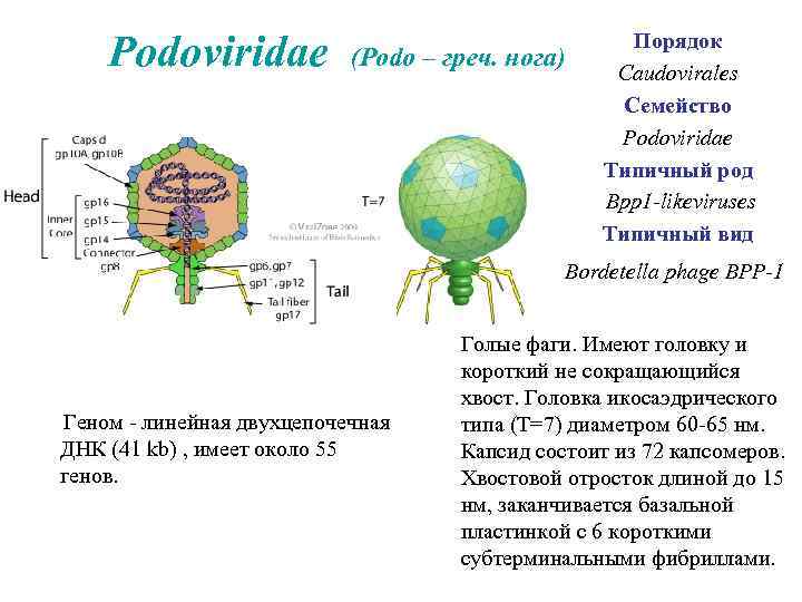 Podoviridae (Podo – греч. нога) Порядок Caudovirales Семейство Podoviridae Типичный род Bpp 1 -likeviruses