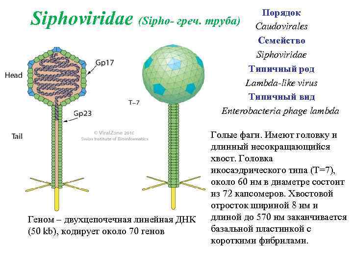 Порядок (Sipho- греч. труба) Caudovirales Семейство Siphoviridae Типичный род Lambda-like virus Типичный вид Enterobacteria