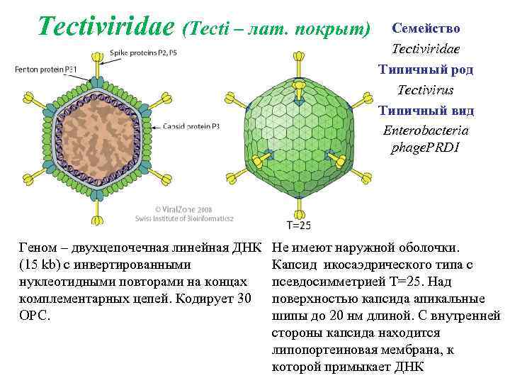  Tectiviridae (Tecti – лат. покрыт) Геном – двухцепочечная линейная ДНК (15 kb) с