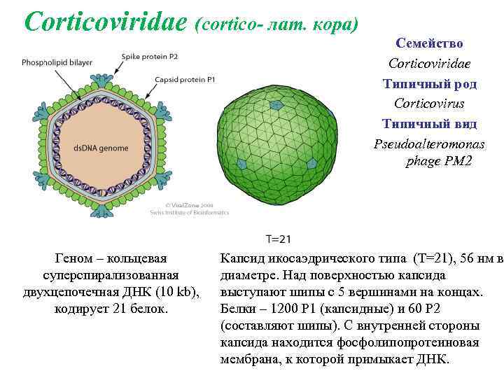 Corticoviridae (сortico- лат. кора) Геном – кольцевая суперспирализованная двухцепочечная ДНК (10 kb), кодирует 21