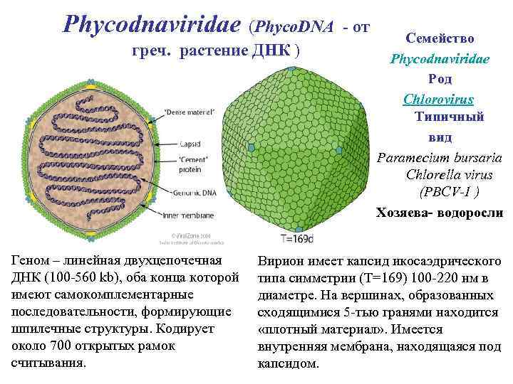 Вирусы водорослей. Сем. Асфарвирусов имеет Тип симметрии:. Вирус рода Asfivirus, семейства Asfarviridae. Вирусы растений с ДНК. Семейство Caulimoviridae..