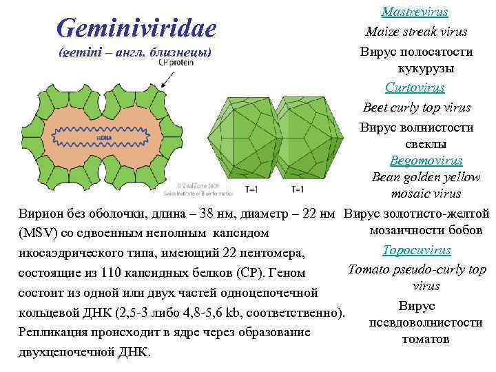 Вирус полосатости розы фото