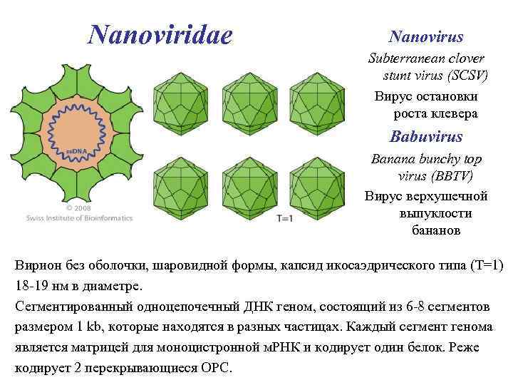 Вирусы водорослей. Икосаэдрический капсид. Семейство Geminiviridae.