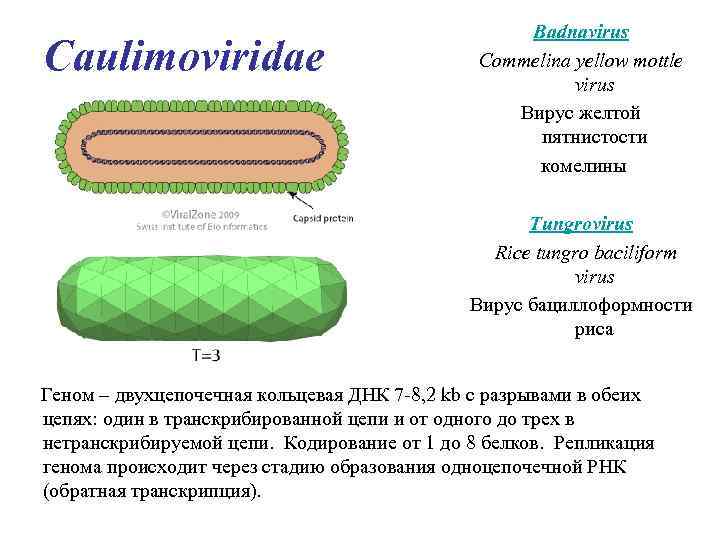 Вирусы водорослей. Каулимовирусы. Геном семейства Caulimoviridae. Вирусы растений с ДНК. Семейство Caulimoviridae..