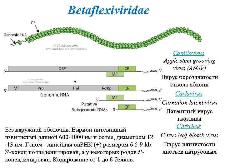  Betaflexiviridae Без наружной оболочки. Вирион нитевидный извилистый длиной 600 -1000 нм и более,