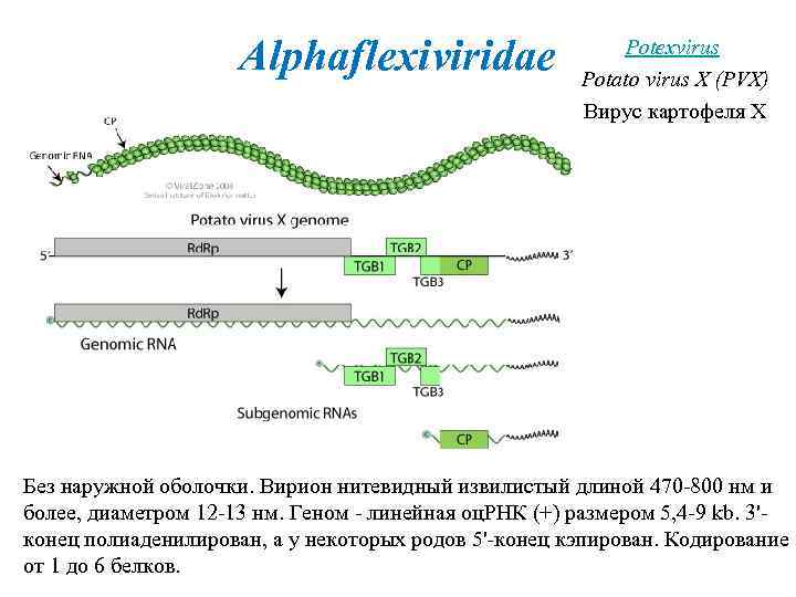 Alphaflexiviridae Potexvirus Potato virus X (PVX) Вирус картофеля Х Без наружной оболочки. Вирион нитевидный