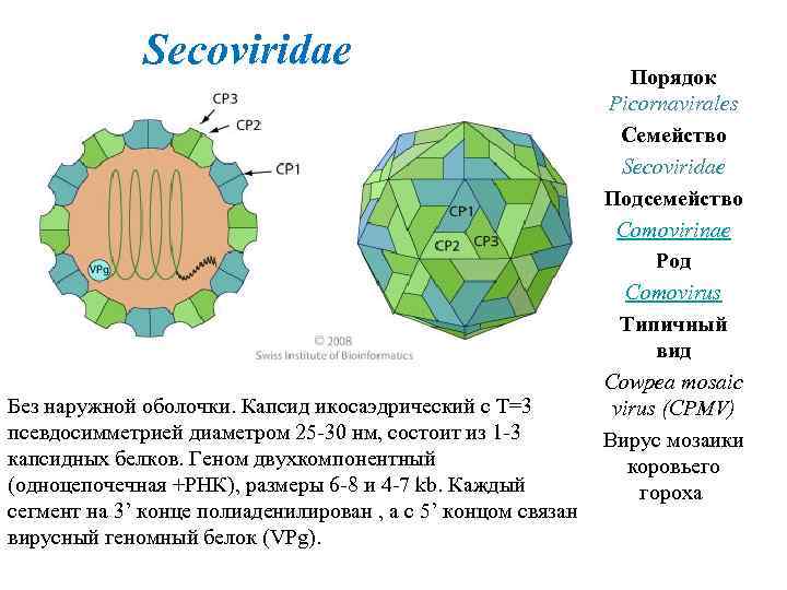 Secoviridae Без наружной оболочки. Капсид икосаэдрический с Т=3 псевдосимметрией диаметром 25 -30 нм, состоит