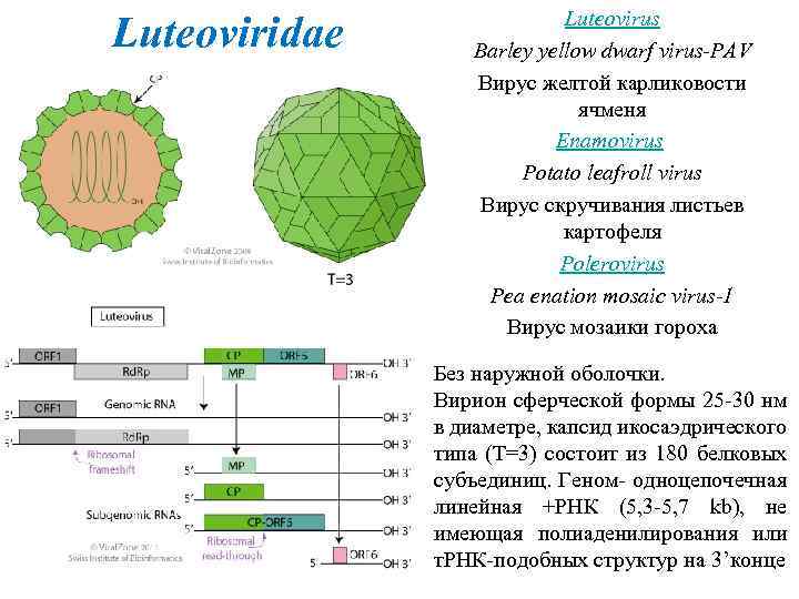 Вирусы водорослей. Вирус Barley Yellow Dwarf luteovirus. Вирус желтой карликовости картофеля. Potato leafroll virus. Potato Yellow Dwarf Nucleorhabdovirus.