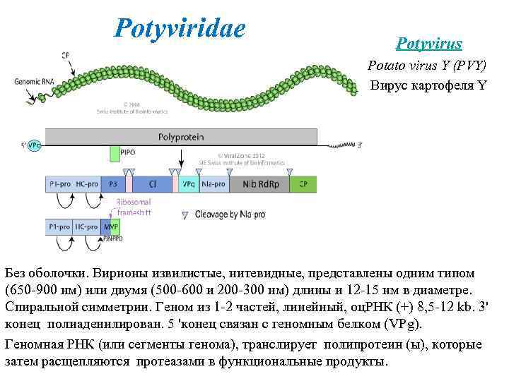  Potyviridae Potyvirus Potato virus Y (PVY) Вирус картофеля Y Без оболочки. Вирионы извилистые,