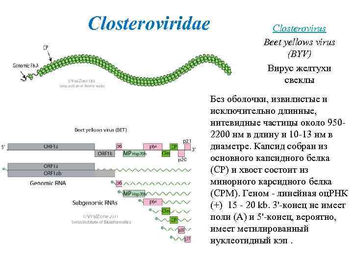 Closteroviridae Closterovirus Beet yellows virus (BYV) Вирус желтухи свеклы Без оболочки, извилистые и исключительно