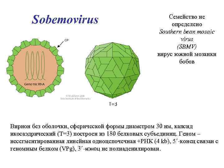 Икосаэдрический капсид. Вирион табачной мозаики.