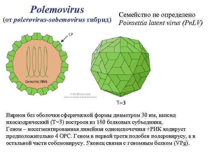 Polemovirus (от polerovirus-sobemovirus гибрид) Семейство не определено Poinsettia latent virus (Pn. LV) Вирион без