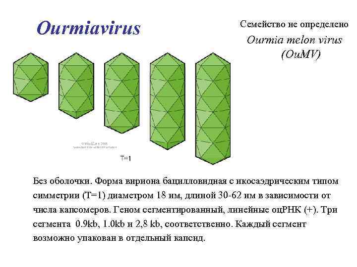 Ourmiavirus Семейство не определено Ourmia melon virus (Ou. MV) Без оболочки. Форма вириона бацилловидная