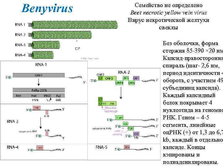 Benyvirus Семейство не определено Beet necrotic yellow vein virus Вирус некротической желтухи свеклы Без