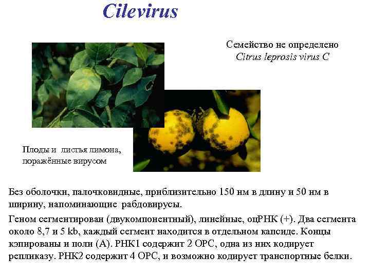 Cilevirus Семейство не определено Citrus leprosis virus C Плоды и листья лимона, поражённые вирусом