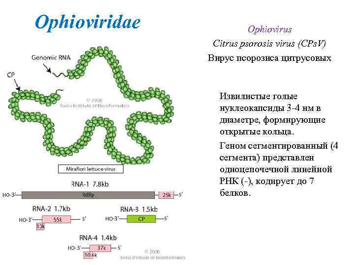 Ophioviridae Ophiovirus Citrus psorosis virus (CPs. V) Вирус псорозиса цитрусовых Извилистые голые нуклеокапсиды 3