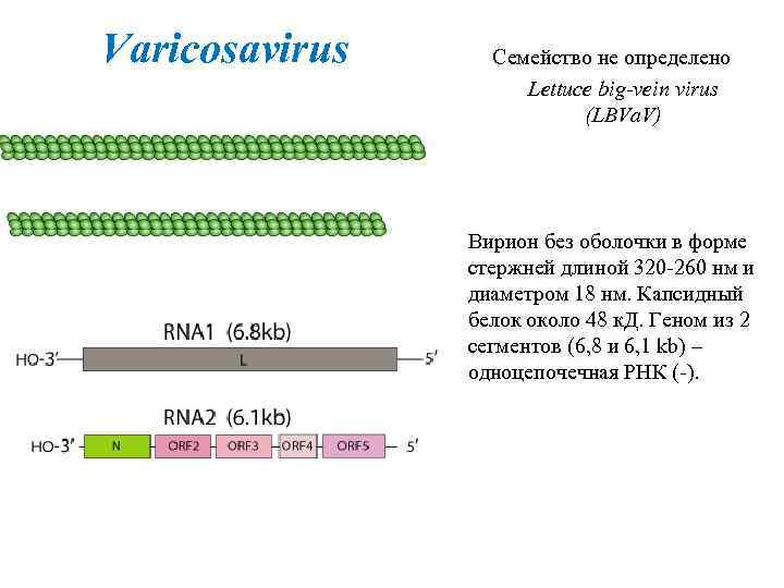 Varicosavirus Семейство не определено Lettuce big-vein virus (LBVa. V) Вирион без оболочки в форме